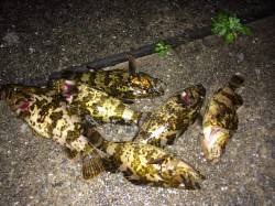 南芦屋浜でタケノコメバル、シーバスはエラ洗…