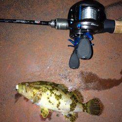 ベイトフィネスでタケノコメバル初ゲット！