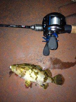 ベイトフィネスでタケノコメバル初ゲット！