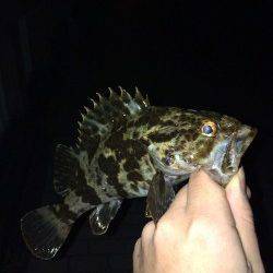 タケノコメバルが一投一匹の入れ食いでした！