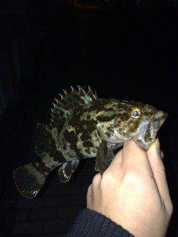 タケノコメバルが一投一匹の入れ食いでした！