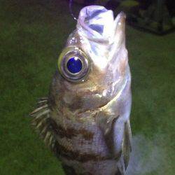 淡路・洲本〜福良周辺アジ調査、ワームに無反応でメバルのみ