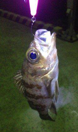 淡路・洲本〜福良周辺アジ調査、ワームに無反応でメバルのみ