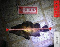 夕マズメを中心に洲本港周辺をランガンでメバルの釣果