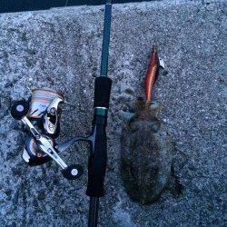 上野漁港〜初島漁港エギングでランガン、アオリイカとコウイカ