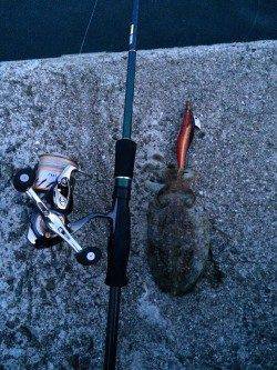 上野漁港〜初島漁港エギングでランガン、アオリイカとコウイカ