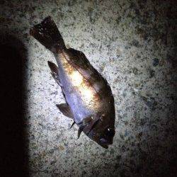 洲本のメバリングでメバルとアジの釣果