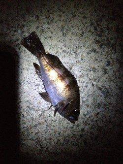 洲本のメバリングでメバルとアジの釣果