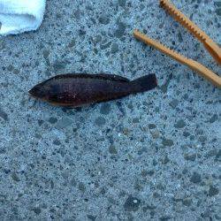 須磨にて胴突探り釣りでアイナメGET