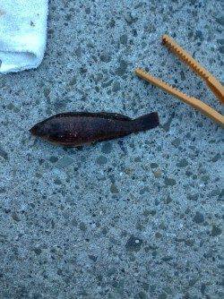 須磨にて胴突探り釣りでアイナメGET