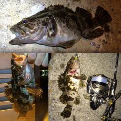 スーパーフィネススタイルのメバリングでタケ…