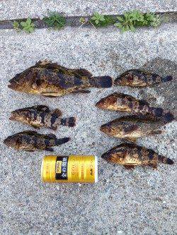 すっかり春の芦屋浜〜脈釣りでタケノコメバル