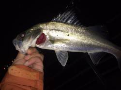 垂水漁港メバル狙いのワームにシーバス5本の…