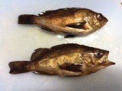 りんくうのメバリング釣果〜フグの猛攻撃にあいました