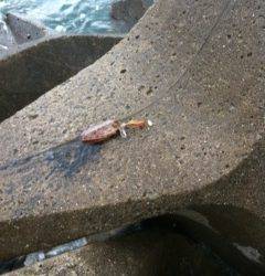 和歌浦へコウイカ狙い、ついて5分ほどで一杯GET！