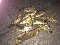 南芦屋浜西側石畳 ワームでタケノコメバル・カサゴ