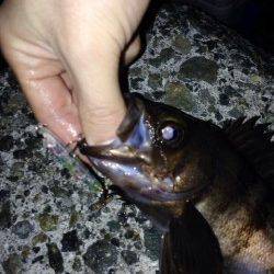 りんくう周辺でのメバリング釣果