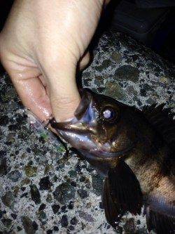 りんくう周辺でのメバリング釣果