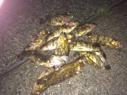 南芦屋浜西側石畳 ワームでタケノコメバル・…