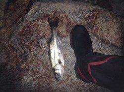 三原川シーバス釣行〜ライズあるもサイズは・・・