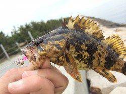 スルメイカ新子を求め南芦屋浜ライトエギング、痛恨のバラシ！