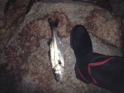 三原川シーバス釣行〜ライズあるもサイズは・…