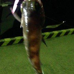 福良湾でのメバル釣果〜渋い中ワームには少なからずアタリ