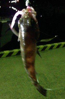 福良湾でのメバル釣果〜渋い中ワームには少なからずアタリ