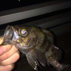 兵庫運河で20cmUPのメバル、12時からバタバタっときました