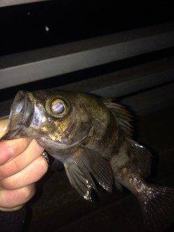 兵庫運河で20cmUPのメバル、12時からバタバタっときました