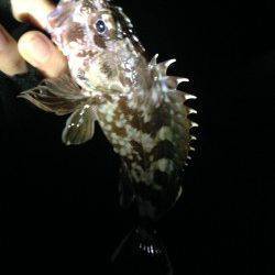 大引、小引、戸津井、衣奈の各漁港へワームでガシラ狙い