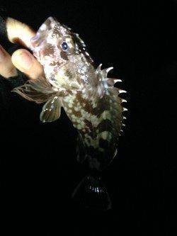 大引、小引、戸津井、衣奈の各漁港へワームでガシラ狙い