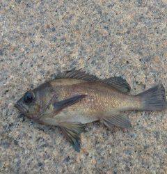 開始一投目できましたがアタリ少なく。。。りんくうメバリング