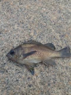 開始一投目できましたがアタリ少なく。。。りんくうメバリング