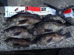 淡路島東側の漁港をメバリングでランガン