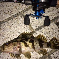 ベイトフィネスでタケノコメバル初ゲット！