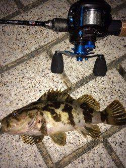 ベイトフィネスでタケノコメバル初ゲット！