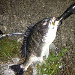 大阪南港周辺チニング〜キビレ40cm・32cm・28cm