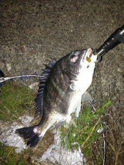 大阪南港周辺チニング〜キビレ40cm・32cm・28cm