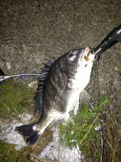 大阪南港周辺チニング〜キビレ40cm・32…