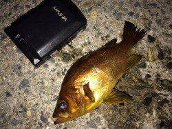 伊保港でのライトゲーム釣果　赤メバルにベッコウソイ！