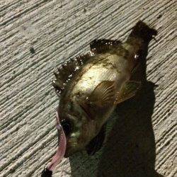 明石港メバリング〜ほぼ毎投メバルが釣れました♪