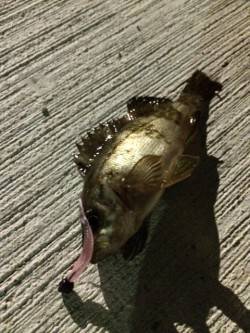 明石港メバリング〜ほぼ毎投メバルが釣れまし…