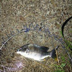 大阪南港周辺チニング〜キビレ40cm・32cm・28cm