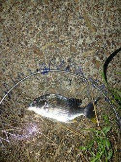 大阪南港周辺チニング〜キビレ40cm・32cm・28cm