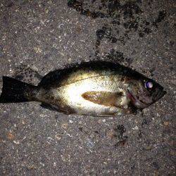 アジュールでメバル水面ピチャピチャ〜オレンジのワームにヒット