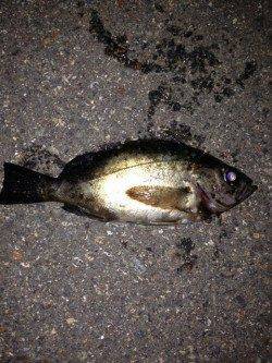 アジュールでメバル水面ピチャピチャ〜オレンジのワームにヒット