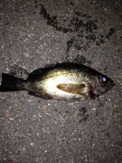 アジュールでメバル水面ピチャピチャ〜オレン…