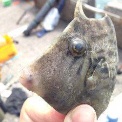 和歌山北港魚つり公園、胴突きでカワハギ