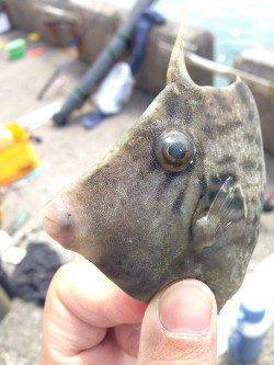 和歌山北港魚つり公園、胴突きでカワハギ